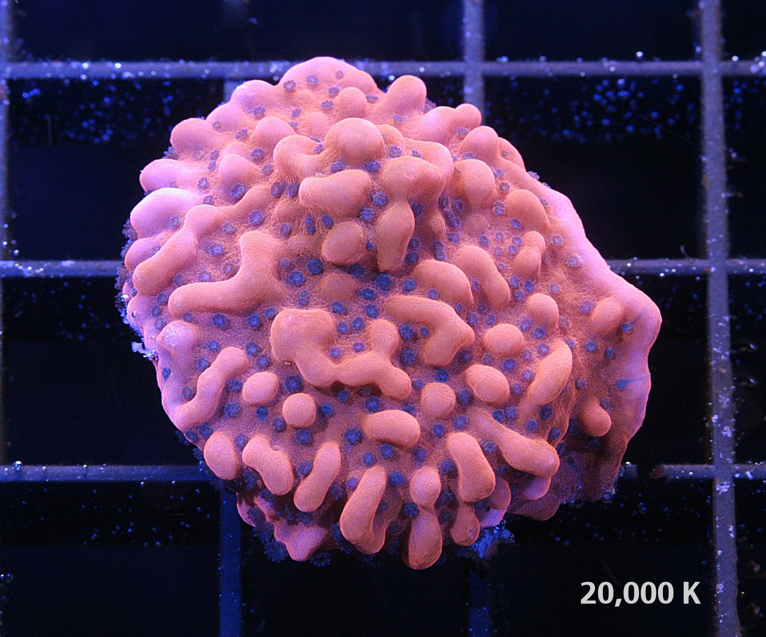 Rising Phoenix Montipora 20k, montipora palawanensis, sps coral