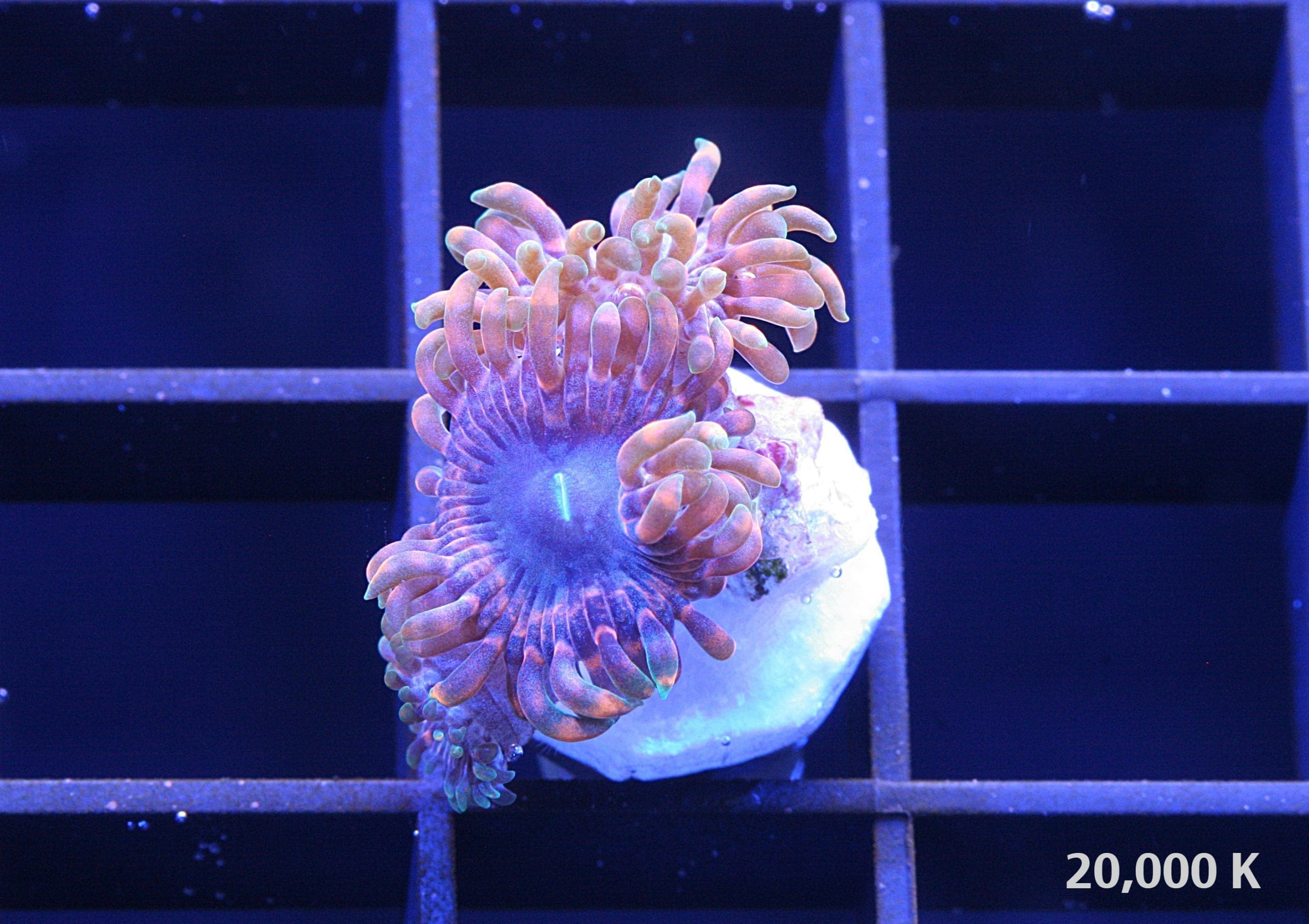 Mega Marley Zoanthid - Image 3