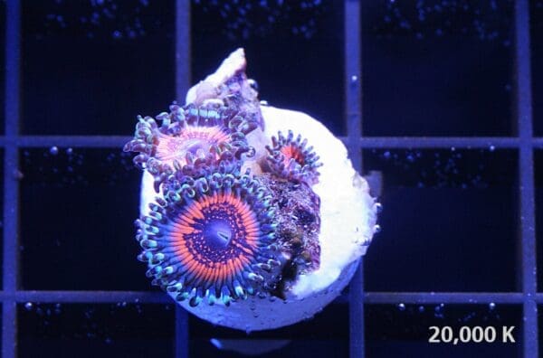 God of war Zoanthid - Image 2
