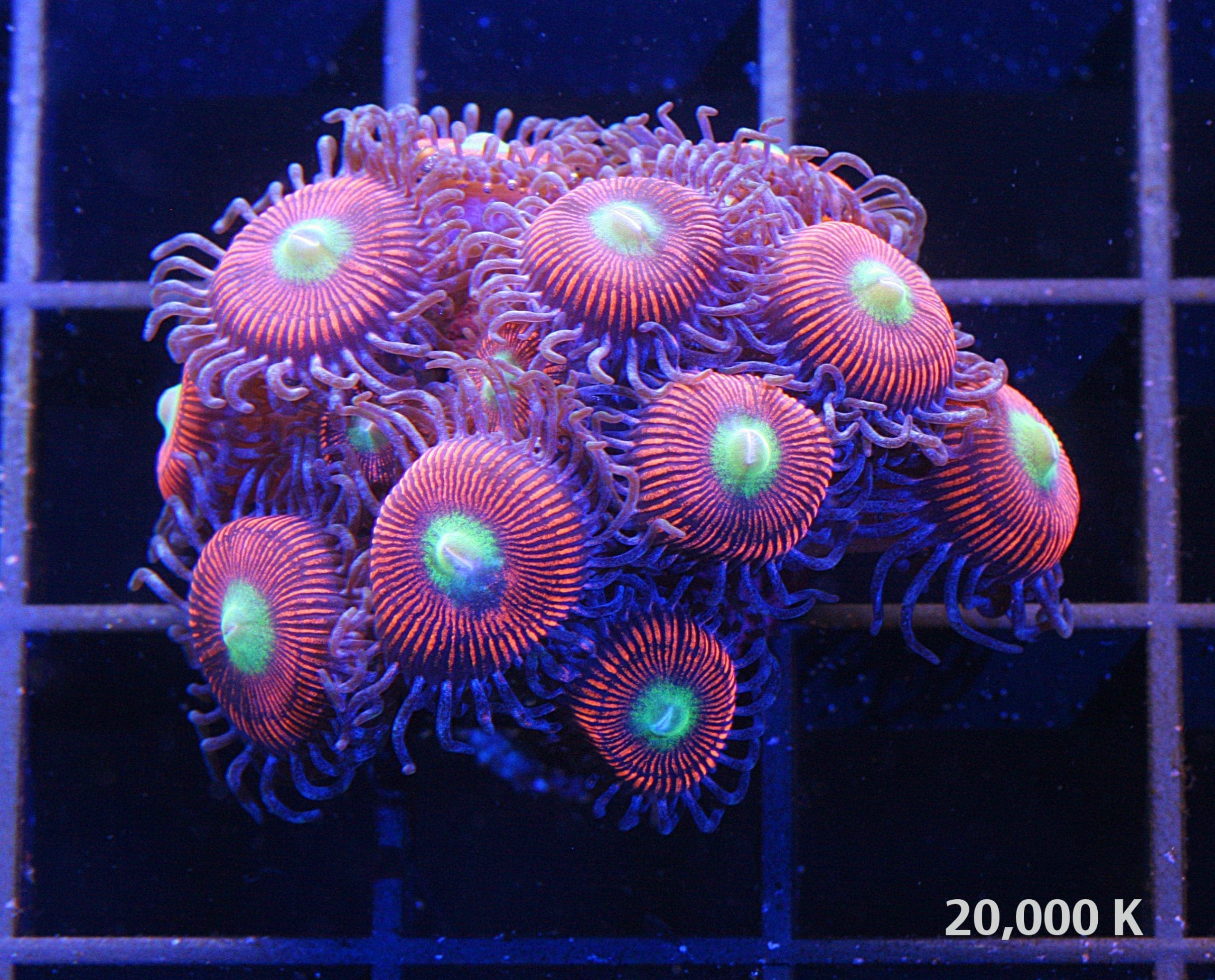 Gobstopper Zoanthid Polyps under 20k lighting, beginner coral, soft coral, zoas, polyps