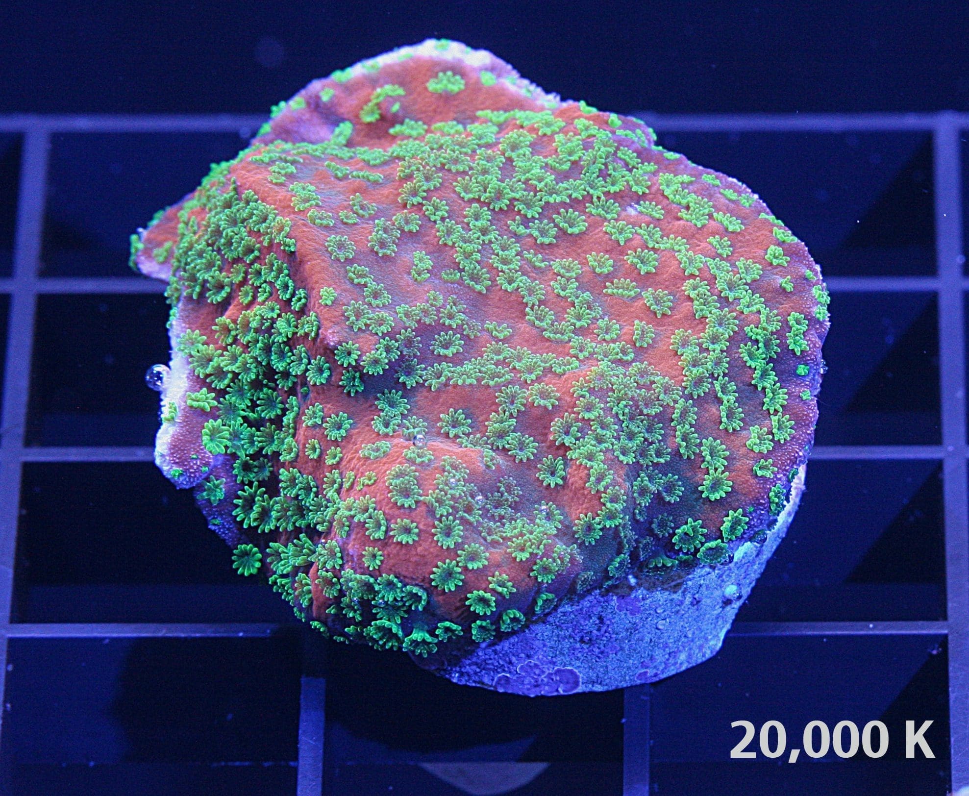 Sunset Montipora 20k, sps coral, encrusting coral