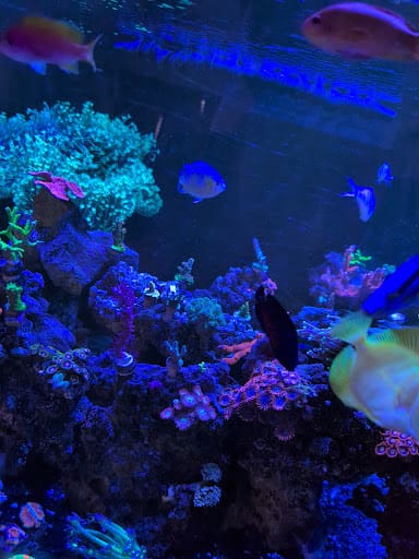 Photo from customer review