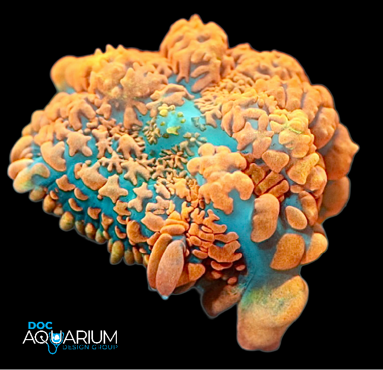 Flame Thrower Bounce Mushroom, rhodactis mushroom, rare mushroom, bounce mushroom