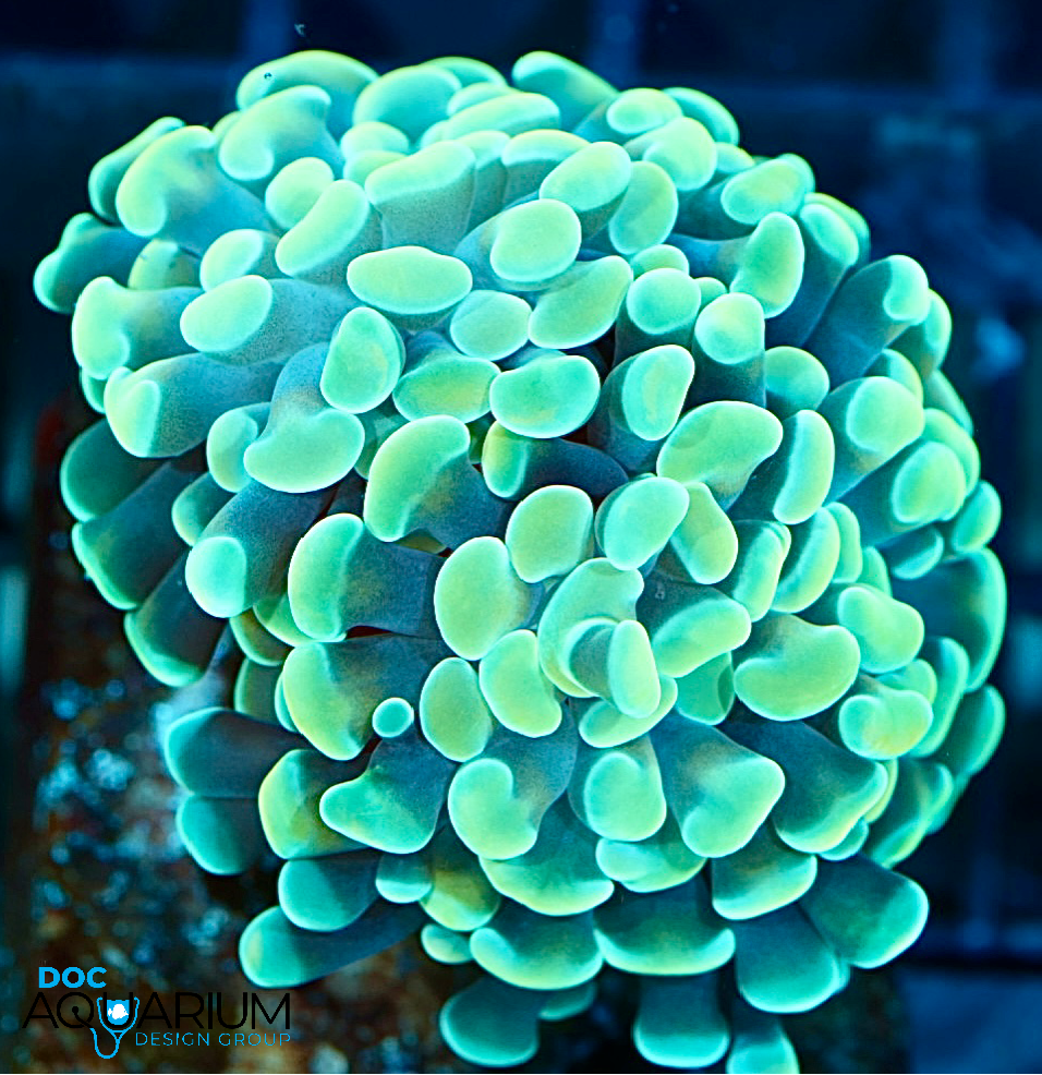 Gold frimbriaphyllia paraancora, hammer coral, anchor coral,LPS