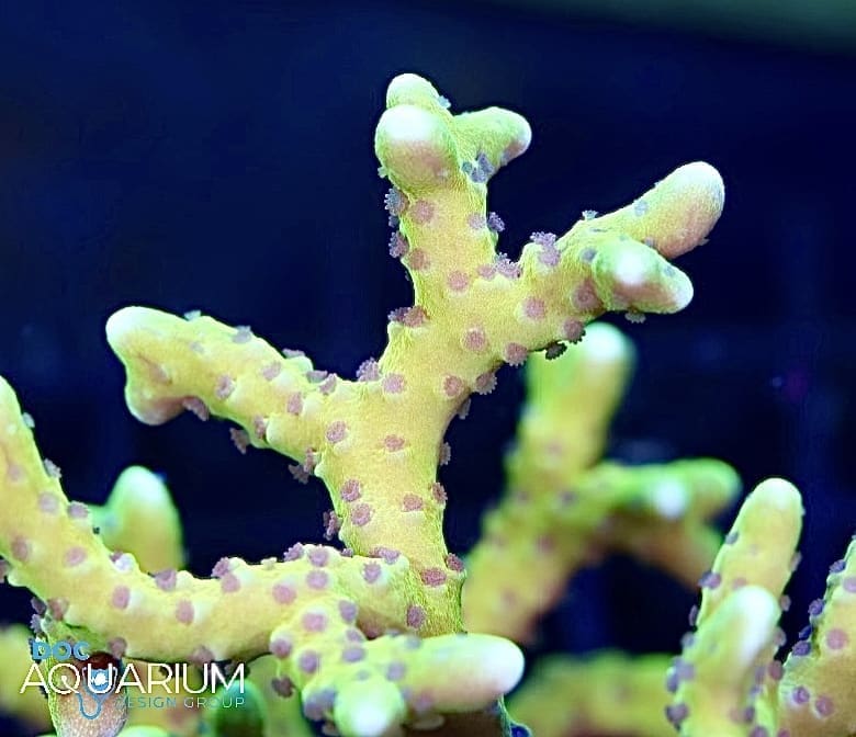 Goldenrod anacropora 20k, sps, yellow anacropora, Acropora