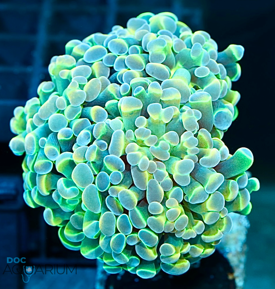 Hologram Hammer Coral - Image 2