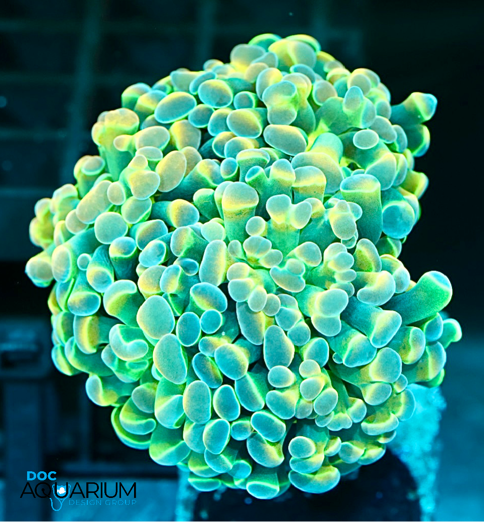 Hologram Hammer Coral - Image 3
