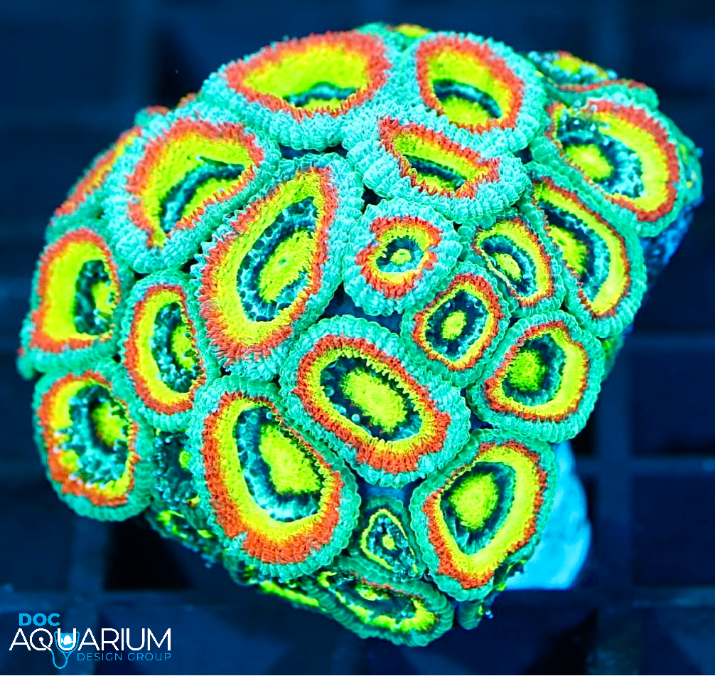 Jason Fox Micromussa Holy Grail