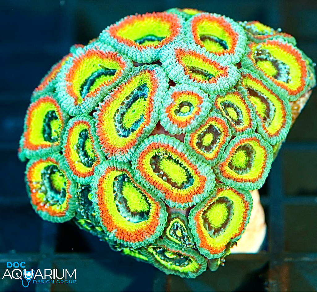 Jason Fox Micromussa Holy Grail - Image 2