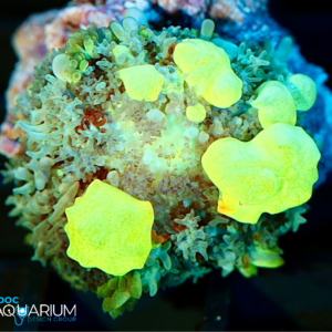 Godspawn Bounce Mushroom