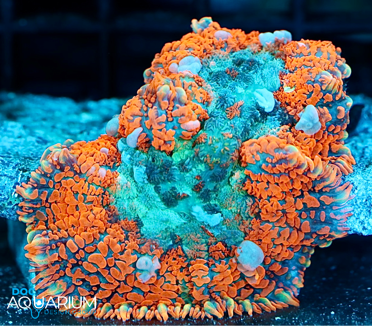 Superman Rhodactis Mushroom