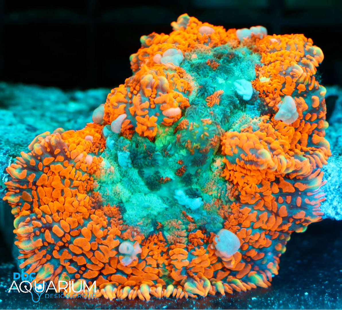 Superman Rhodactis Mushroom - Image 3