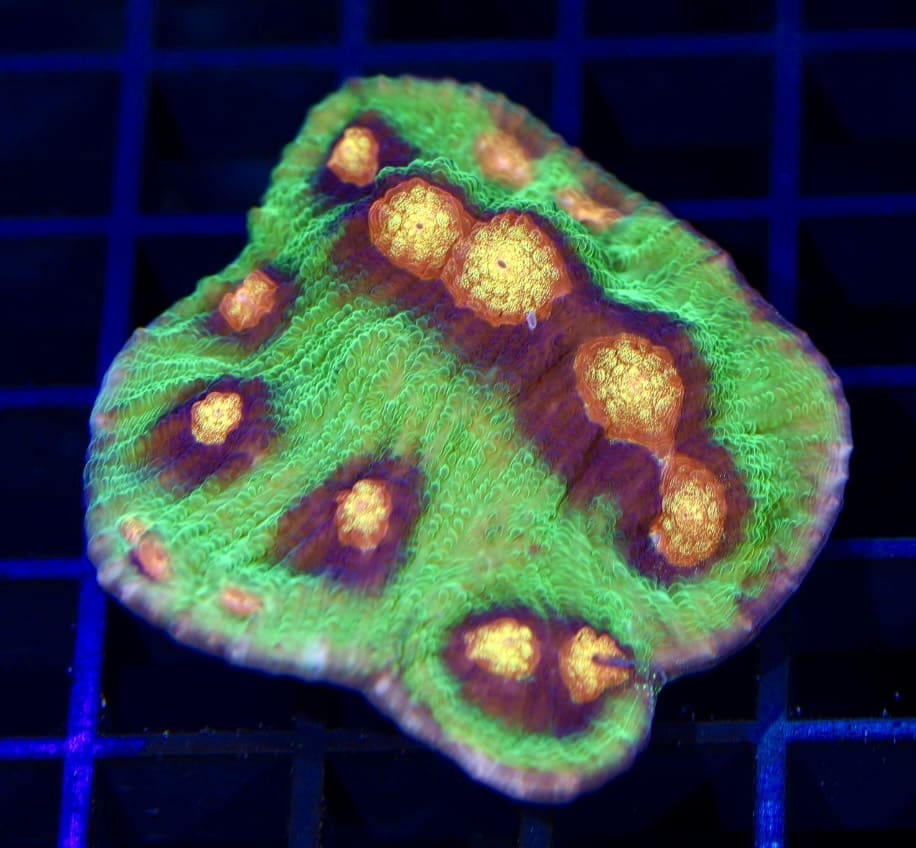 Raja Rampage Chalice - Image 4