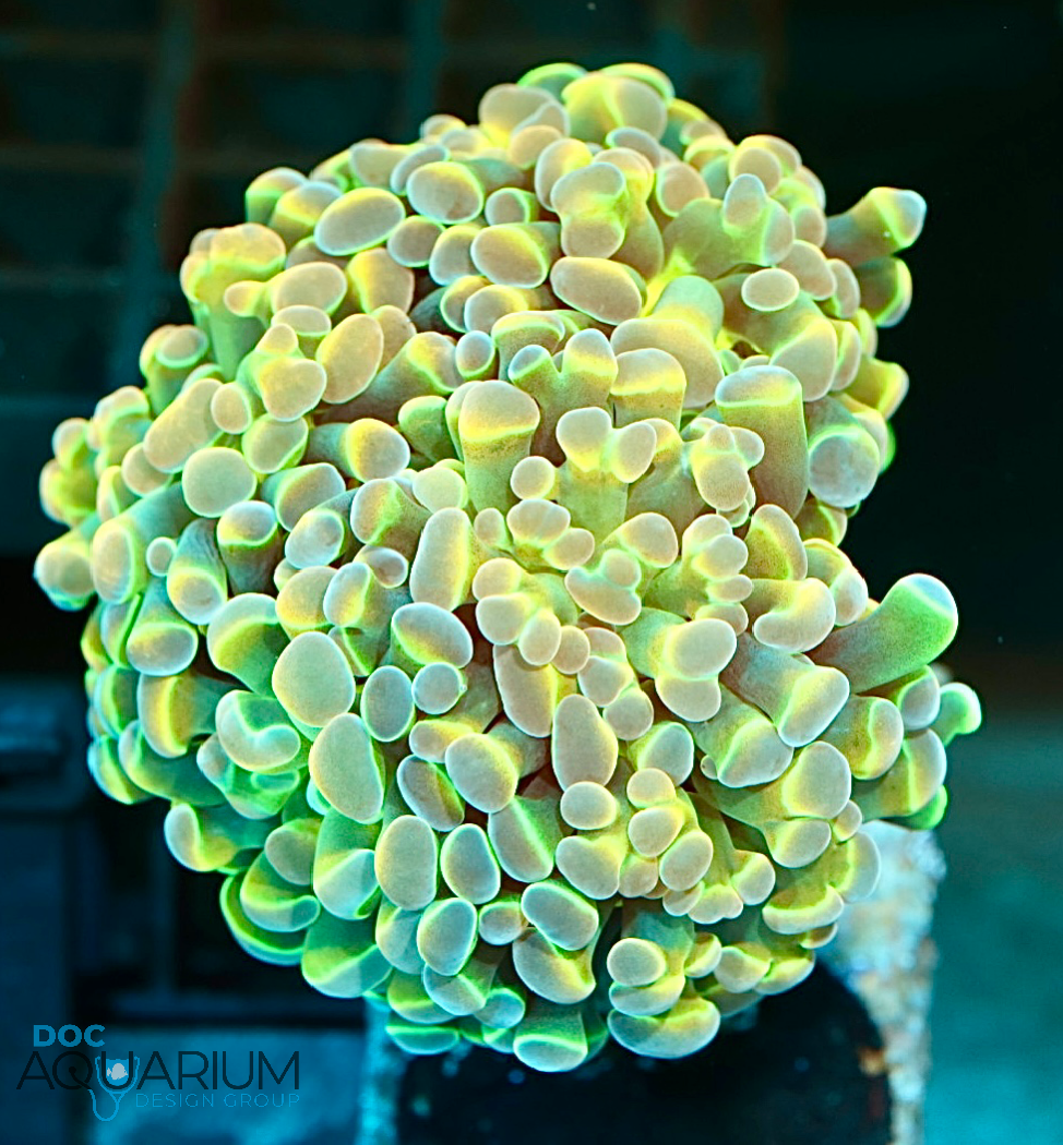 Hologram Hammer Coral