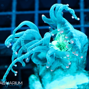 Tyree Pink Tip Elegance coral