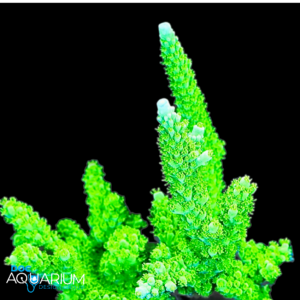 Bali Green Slimer Acropora Yongei