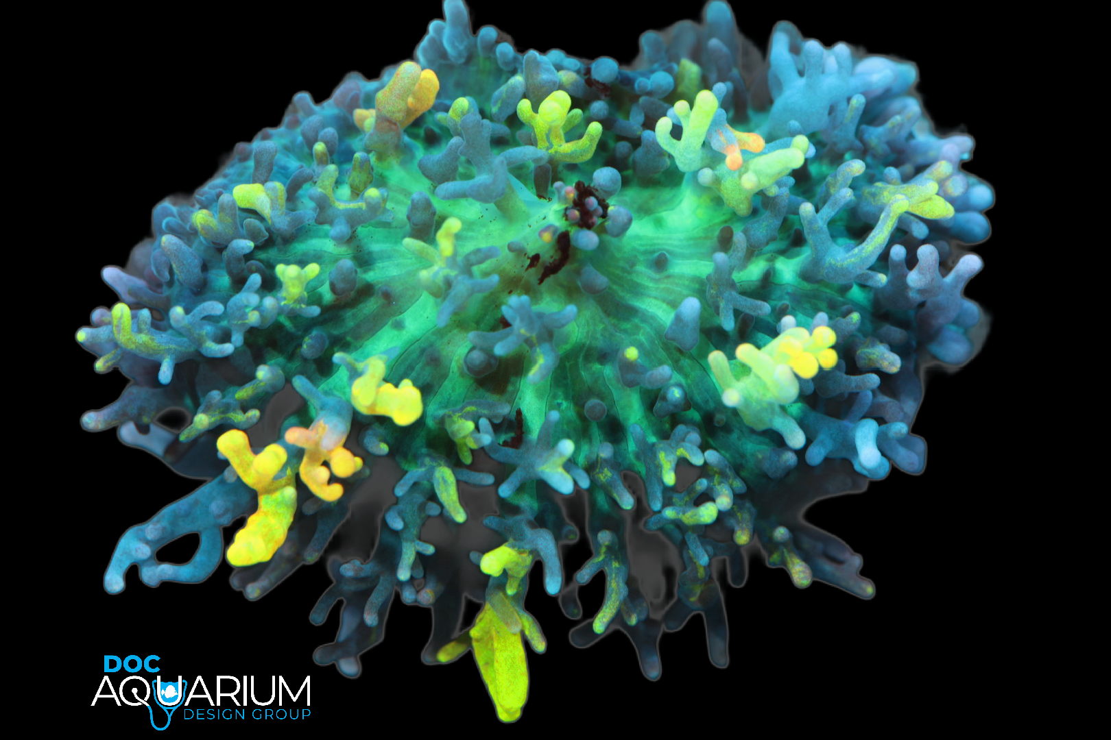 Magic carpet mushroom