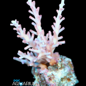 Red Dragon Acropora Carduus