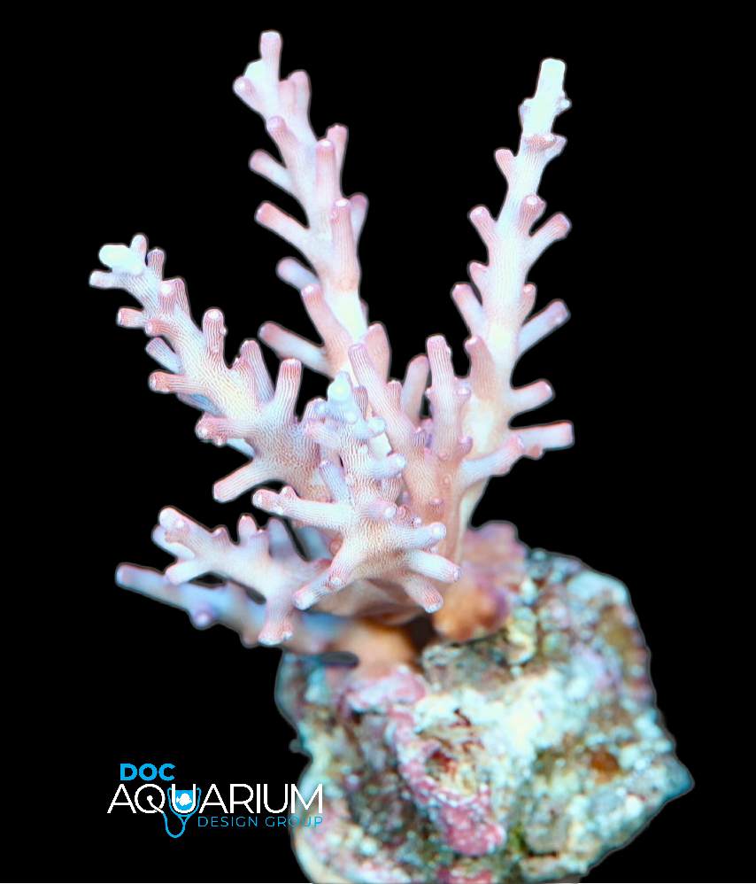 Red Dragon Acropora Carduus