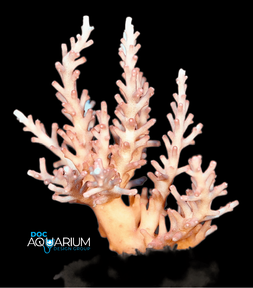 Red Dragon Acropora Carduus - Image 3
