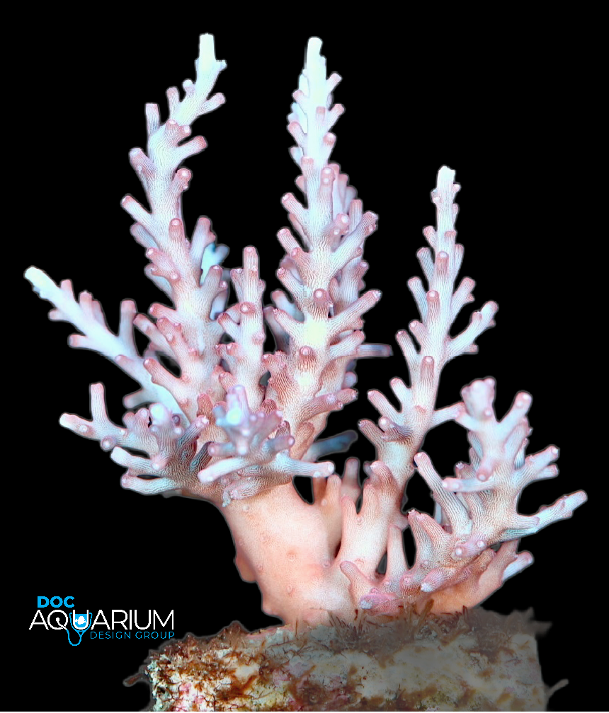 Red Dragon Acropora Carduus - Image 2