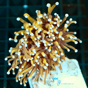 Gold Torch Coral