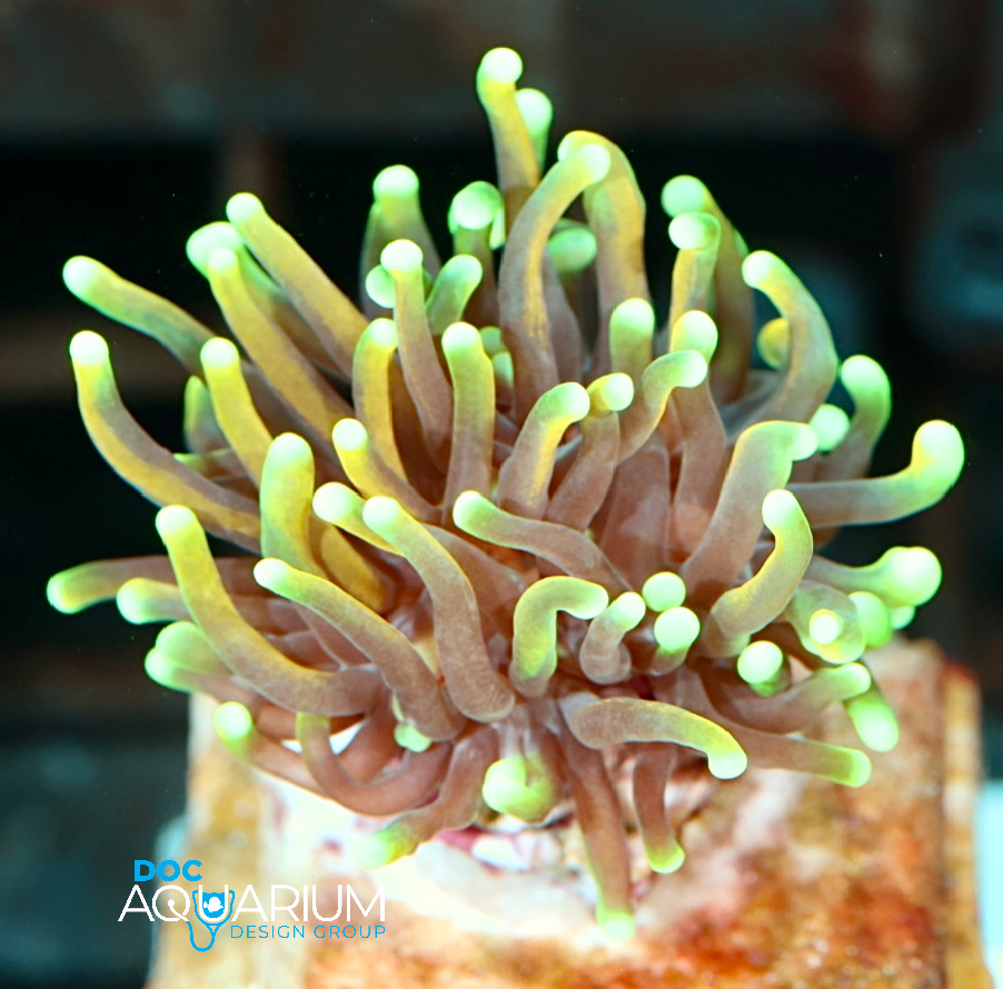 Dragon Soul Torch Coral - Image 5