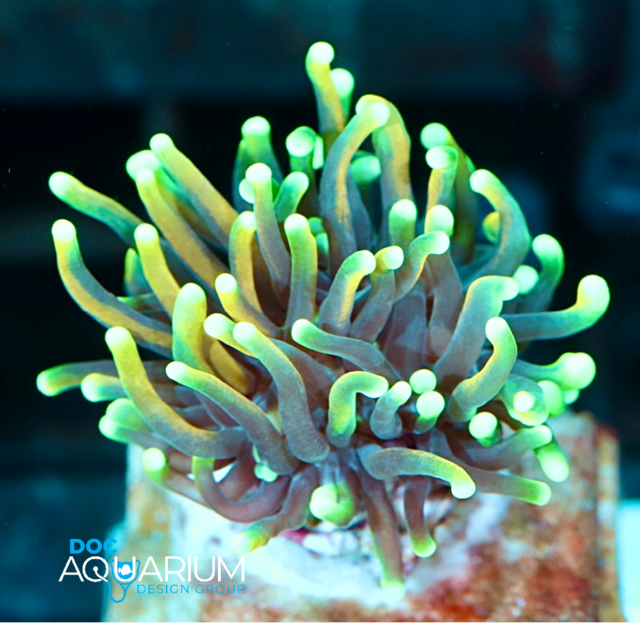 Dragon Soul Torch Coral - Image 4