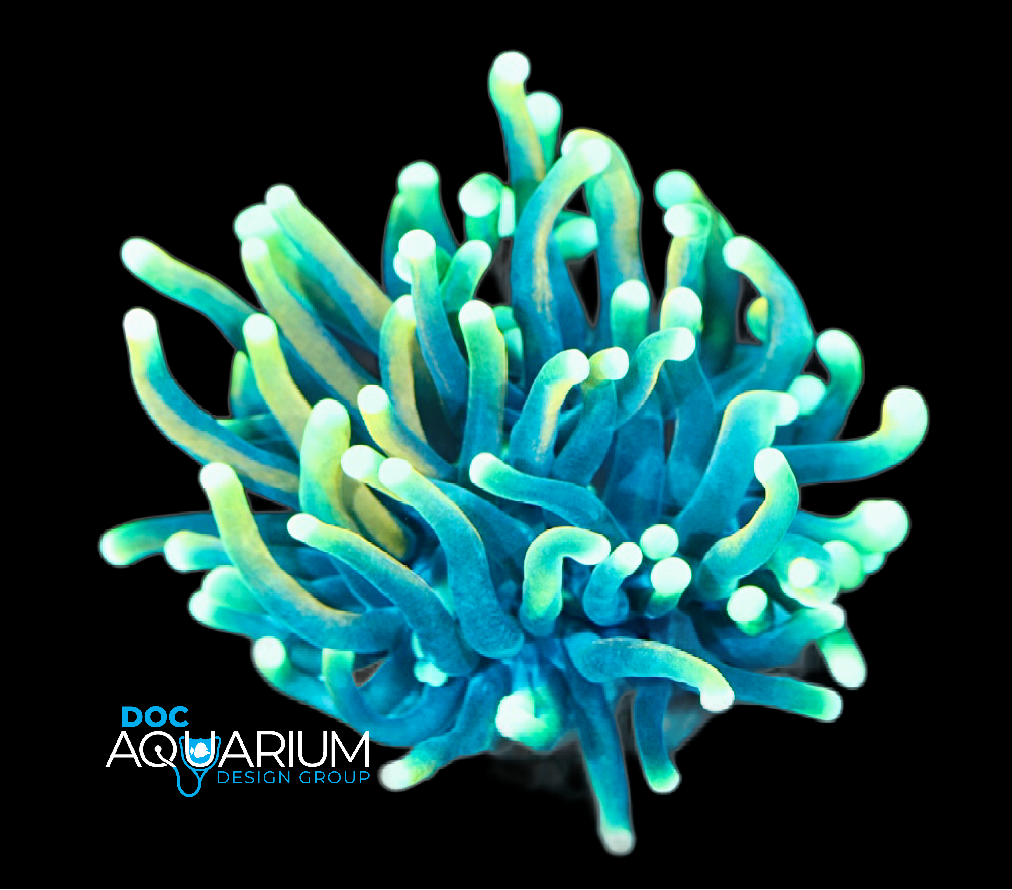 Dragon Soul Torch Coral - Image 3