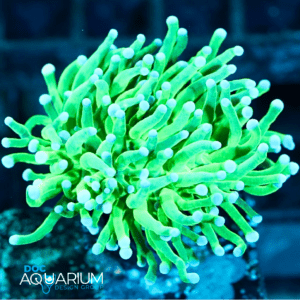 Green Indonesian Torch Coral