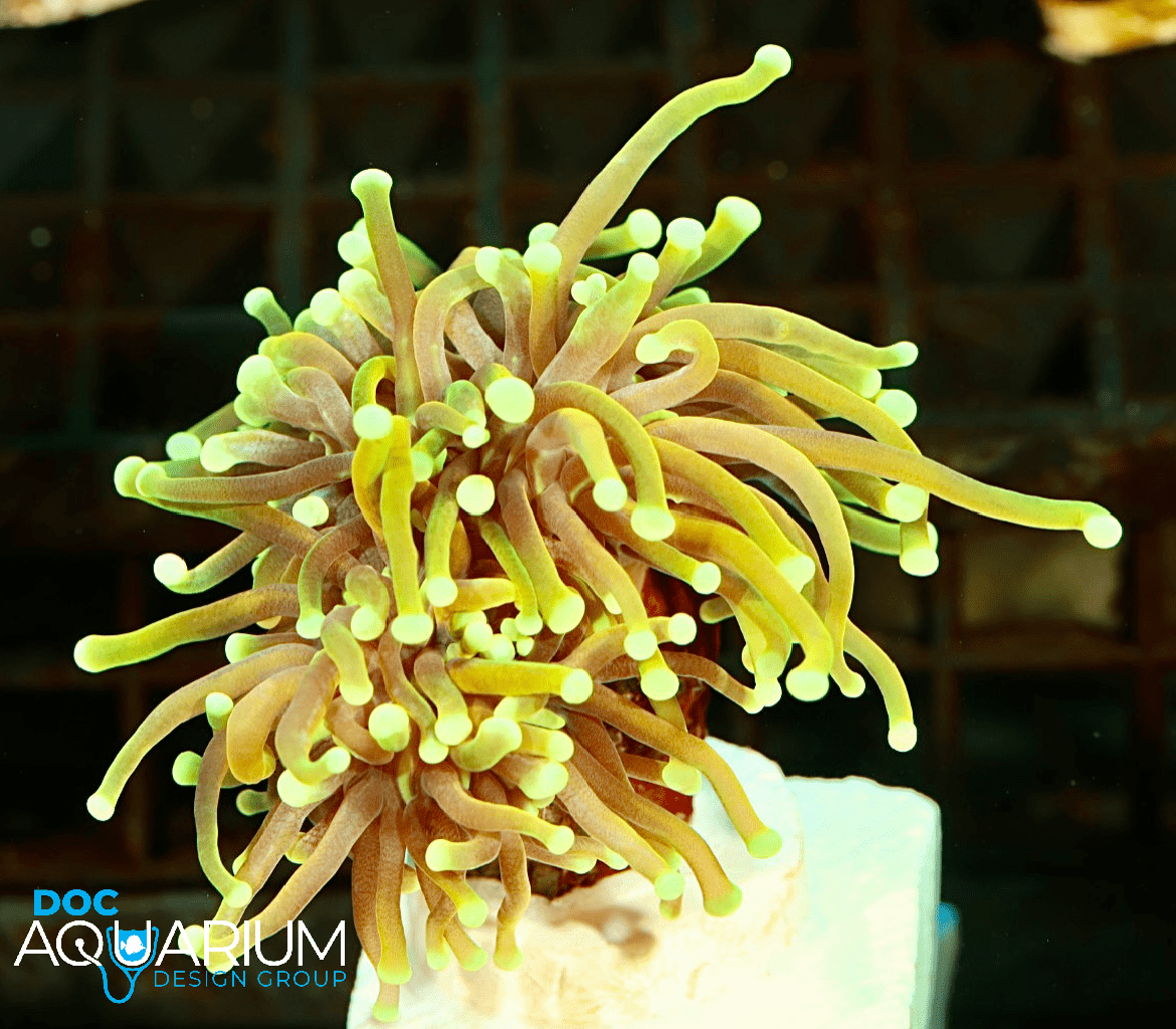 Dragon Soul Torch Coral - Image 2