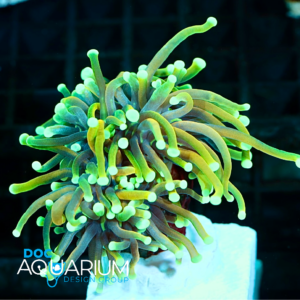 Dragon Soul Torch Coral