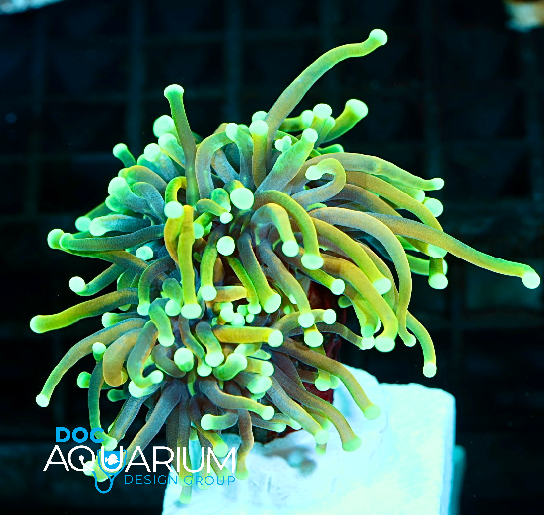 Dragon Soul Torch Coral