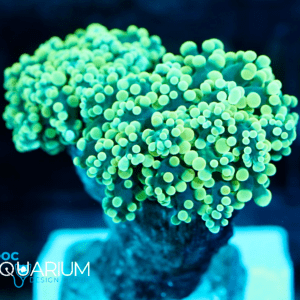Gold Frogspawn Coral