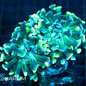 Splatter Hammer Coral