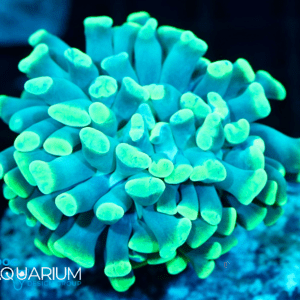 Joker Hammer Hammer Coral